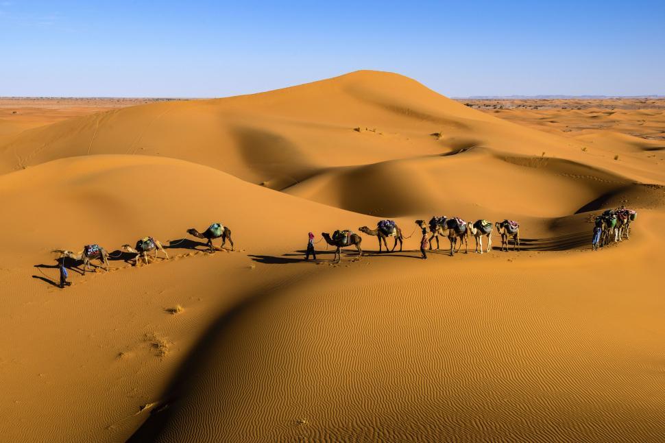 Camel Caravan in the Dunes